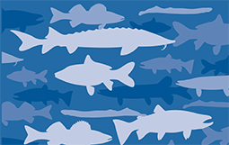 Stylized poster of fish silhouettes in varying shades of blue.  The cover of the Laurentian Journal.