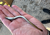 Newly Transformed Parasitic Lamprey Captured